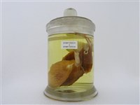 藏品(雙峰三稜箱魨)的圖片